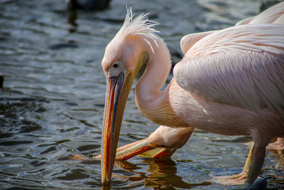 Close-up of pelican in lake