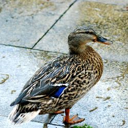 High angle view of mallard duck