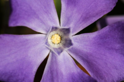 Close-up of purple flowering plant