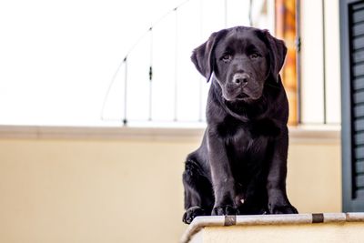 Portrait of black dog sitting against wall