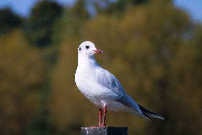 Close-up of seagull perching