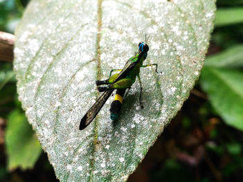 Close-up of insect on leaf