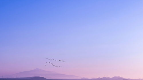 Birds flying in the sky