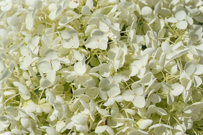 Full frame shot of white flowering plants