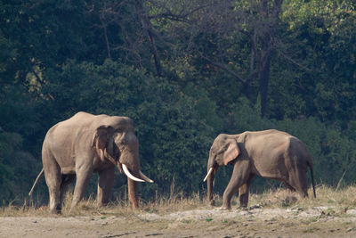 Elephant walking in a forest