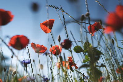 Low angle view of red flowering plants