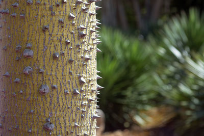 Close-up of lichen on tree trunk