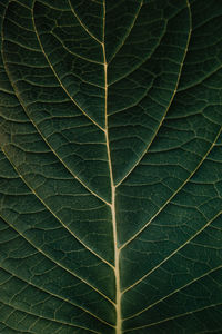 Full frame shot of green leaves