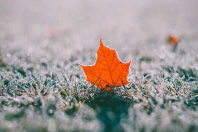 Close-up of autumn leaf on field