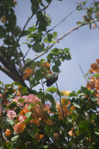 Close-up of leaves on tree