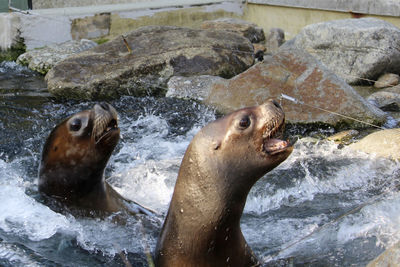 Two sealions swimming between rocks and waves