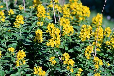 Close-up of yellow flowering plants on field