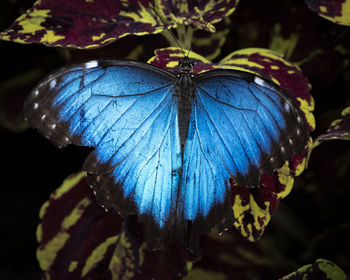 Close-up of butterfly on purple flower