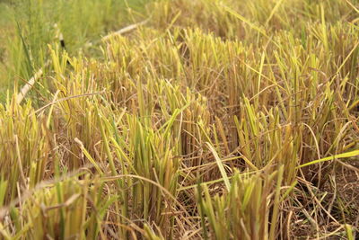 Full frame shot of plants growing on field