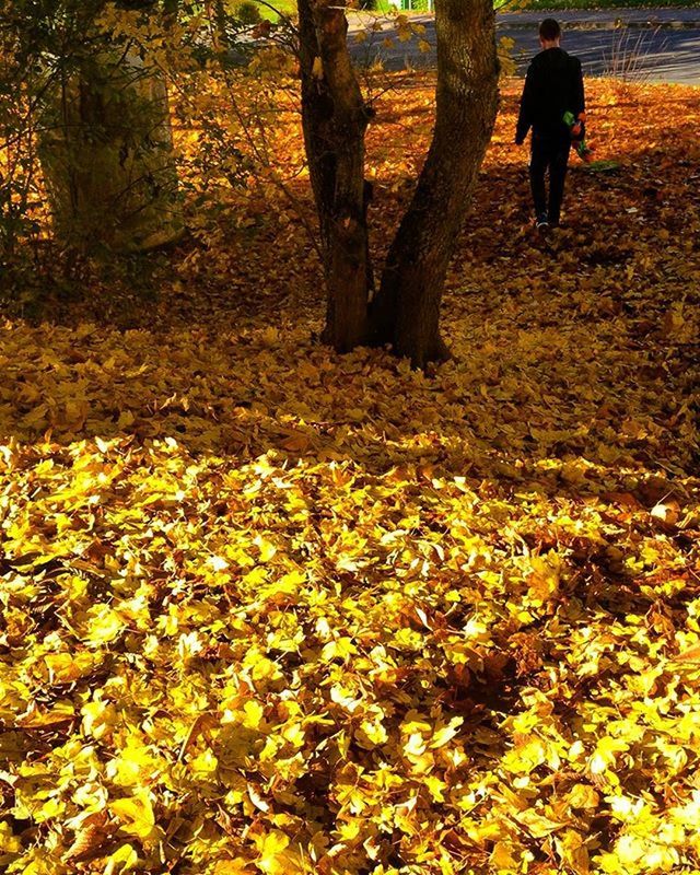 autumn, lifestyles, tree, yellow, change, season, leisure activity, nature, leaf, walking, standing, growth, men, rear view, person, tranquility, beauty in nature, full length