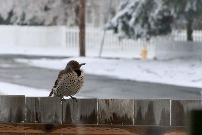 Bird perching on retaining wall during winter