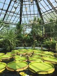 Pond in garden