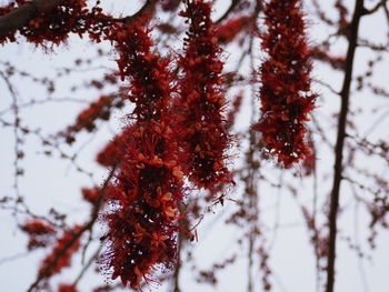 Close-up of snow on plant during winter