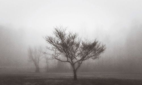 Trees in foggy weather