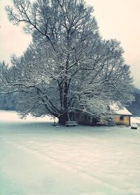 Bare trees on snow covered landscape