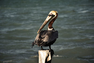 Bird perching on wooden post