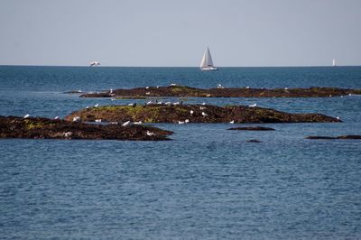 Sailboat sailing on sea against clear sky