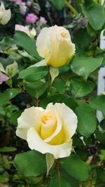 Close-up of yellow rose blooming outdoors