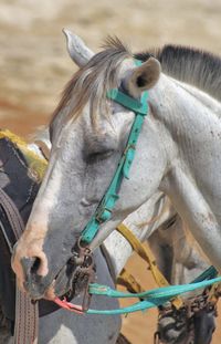 Close-up of a egyptian horse