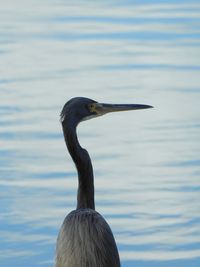 Close-up of a bird against lake