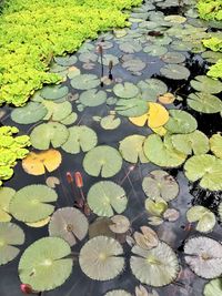 High angle view of leaves floating on water