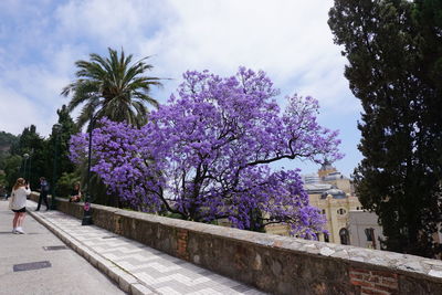Cherry blossoms in park against sky