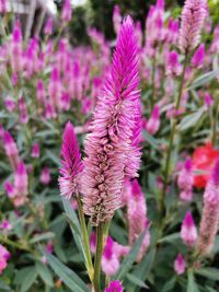 Close-up of pink flowering plant on field