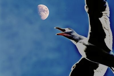 Low angle view of bird against blue sky