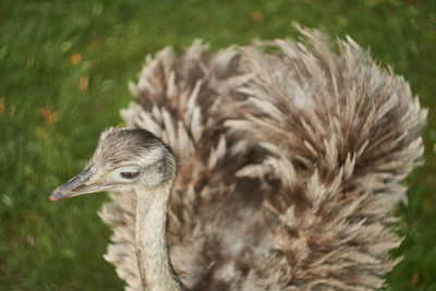 Close-up of a bird on field