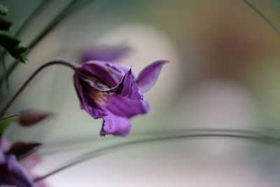 Close-up of purple flower