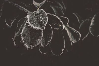 Close-up of flower plant