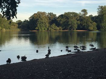 Swans swimming on lake against trees