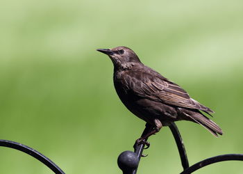 Close-up of bird perching on metal