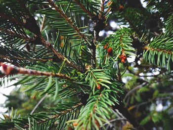 Low angle view of pine tree