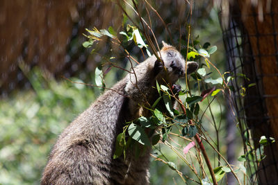 Close-up of lizard on tree