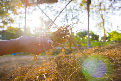 Close-up of hand holding plant on land