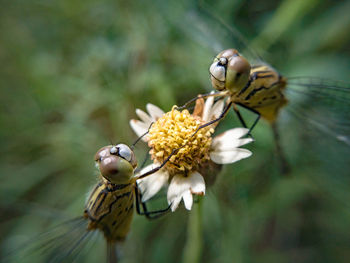 Close-up of butterfly pollinating on flower