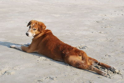 Dogs on sand at beach
