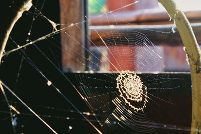 Close-up of spider on web