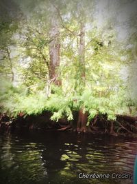 Scenic view of lake in forest