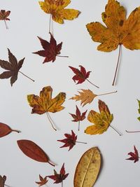 Autumn leaves on tree