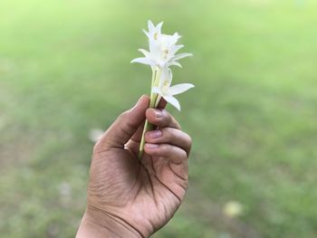 Close-up of hand holding plant