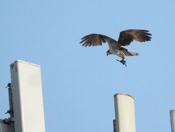 Low angle view of seagulls flying