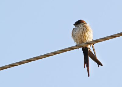 Low angle view of bird perching on wire against clear sky