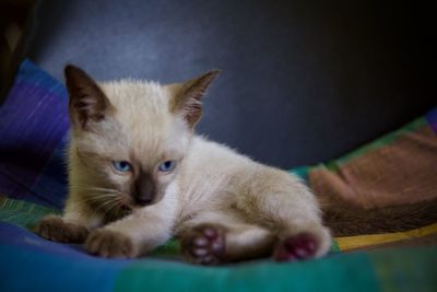 Portrait of ginger cat